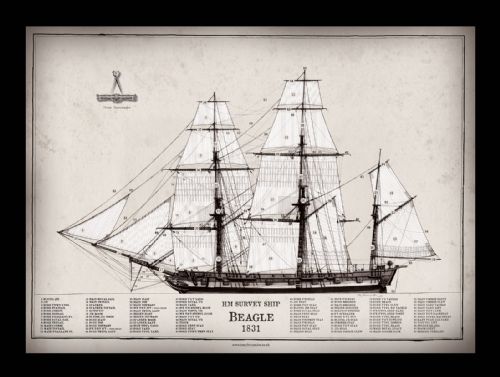 12) HM Survey Ship Beagle 1831 - signed print